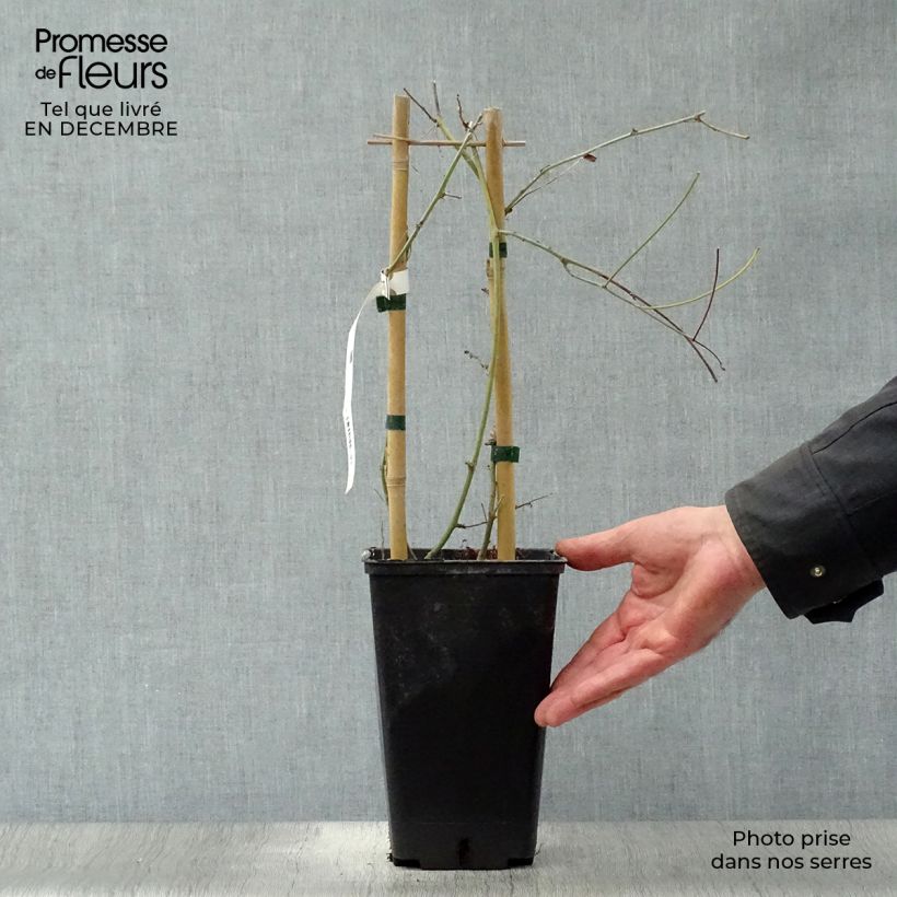 Amostra de Passiflore Purple Passion - Fleur de la Passion Vaso de 2 L/3 L tal como entregue no inverno