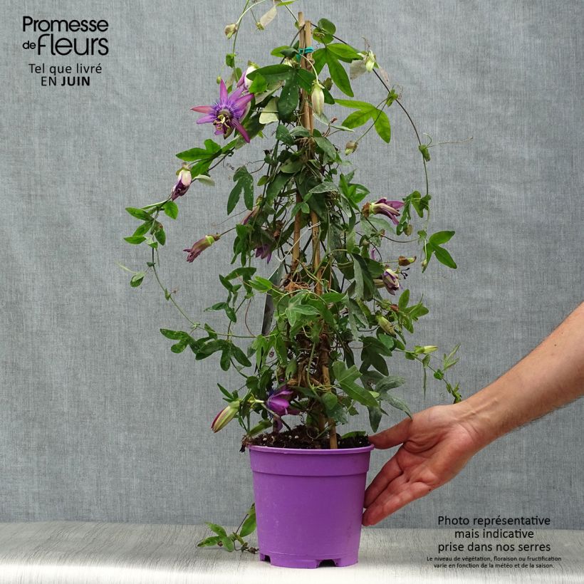 Amostra de Maracujá Purple Passion Vaso de 2 L/3 L tal como entregue no verão