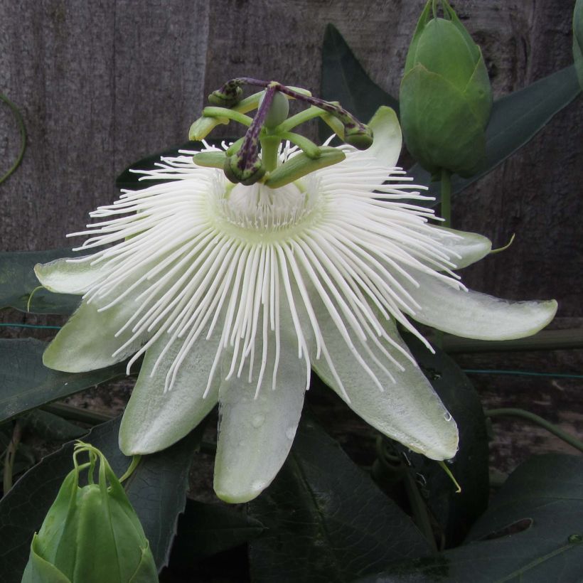 Passiflora Snow Queen (Floração)