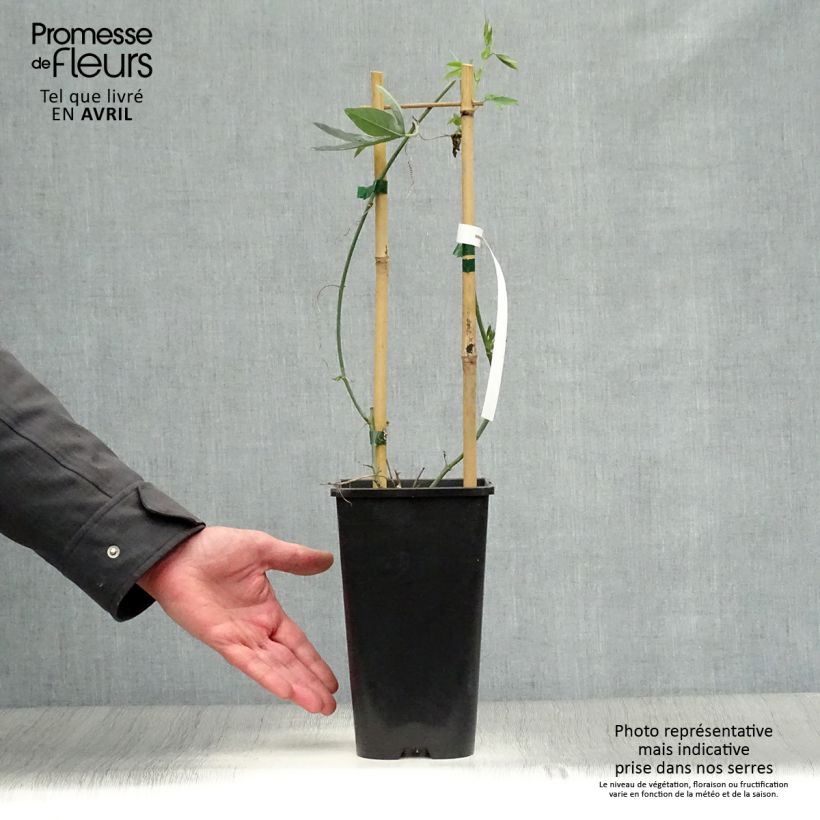 Amostra de Passiflora Snow Queen Vaso de 2 L/3 L tal como entregue na primavera