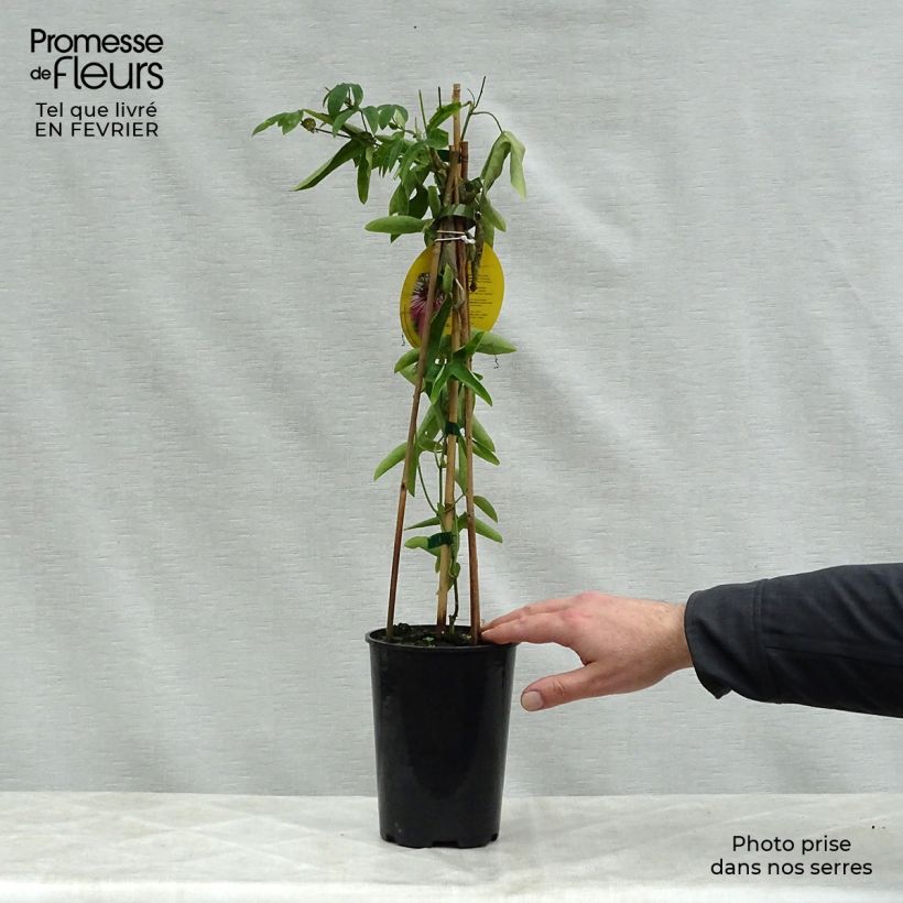 Amostra de Maracujá Victoria Vaso de 2 L/3 L tal como entregue no inverno