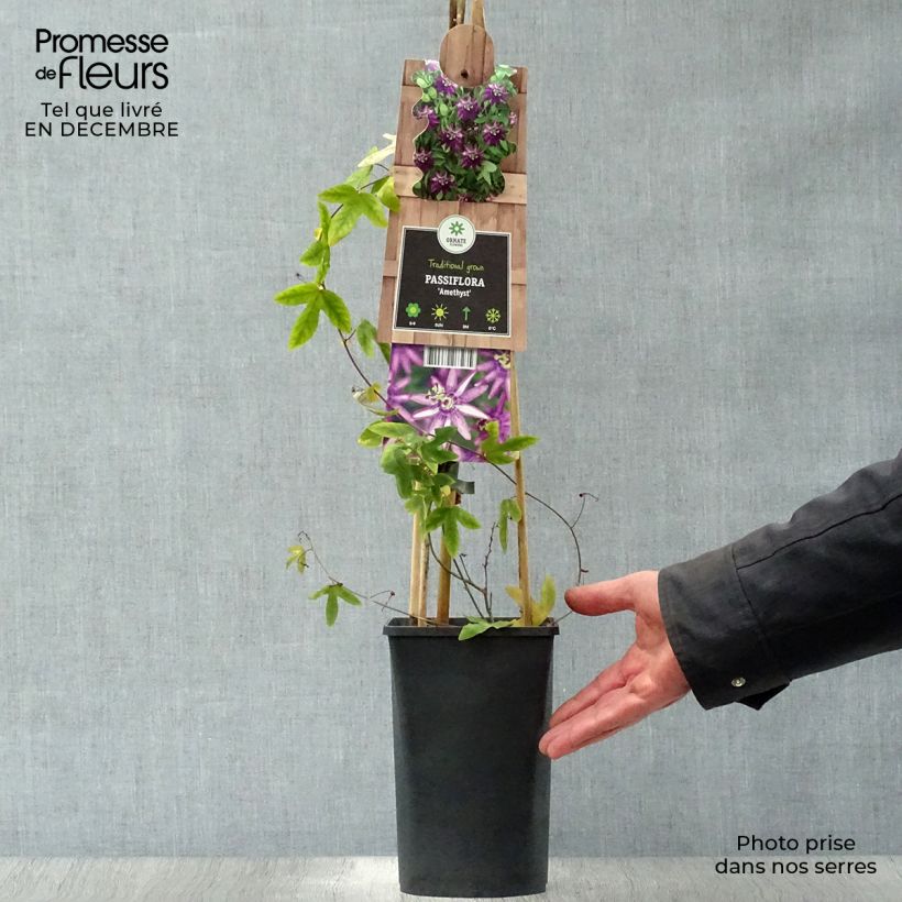 Amostra de Passiflore Violacea (Amethyst, amethystina) Vaso de 2 L/3 L tal como entregue no inverno