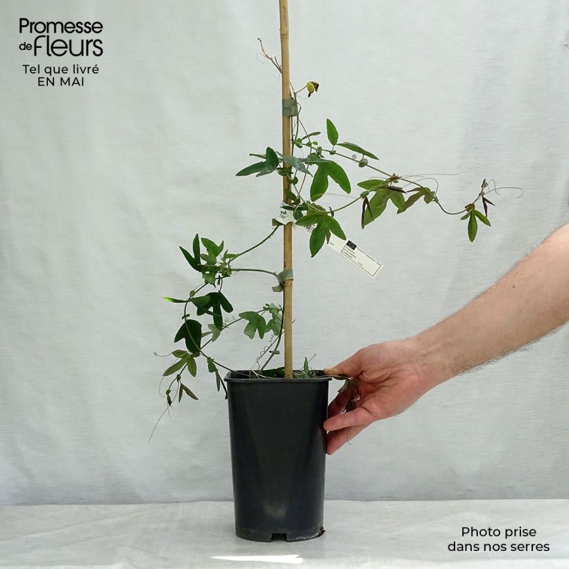 Amostra de Maracujá Violacea Vaso de 2 L/3 L tal como entregue na primavera