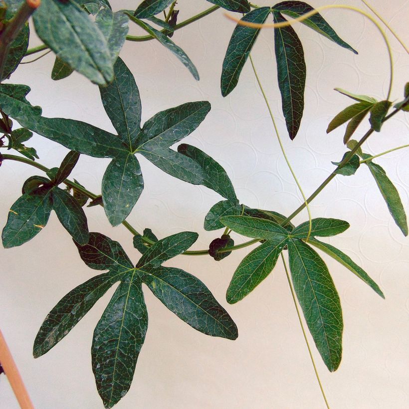 Maracujá-azul Constance Elliott - Passiflora caerulea (Folhagem)