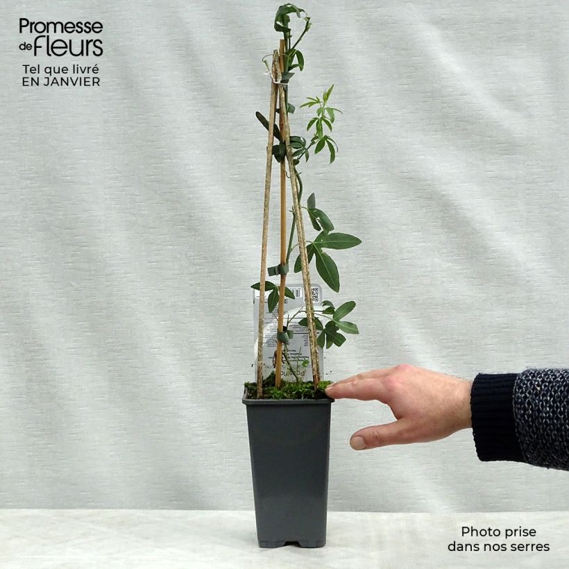 Amostra de Passiflore caerulea Constance Elliott - Fleur de la Passion blanche Vaso de 2 L/3 L tal como entregue no inverno