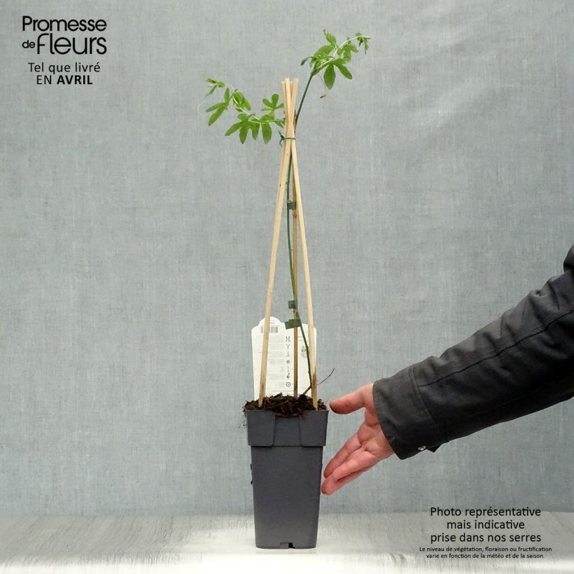 Amostra de Maracujá-azul Constance Elliott - Passiflora caerulea Vaso de 2 L/3 L tal como entregue na primavera