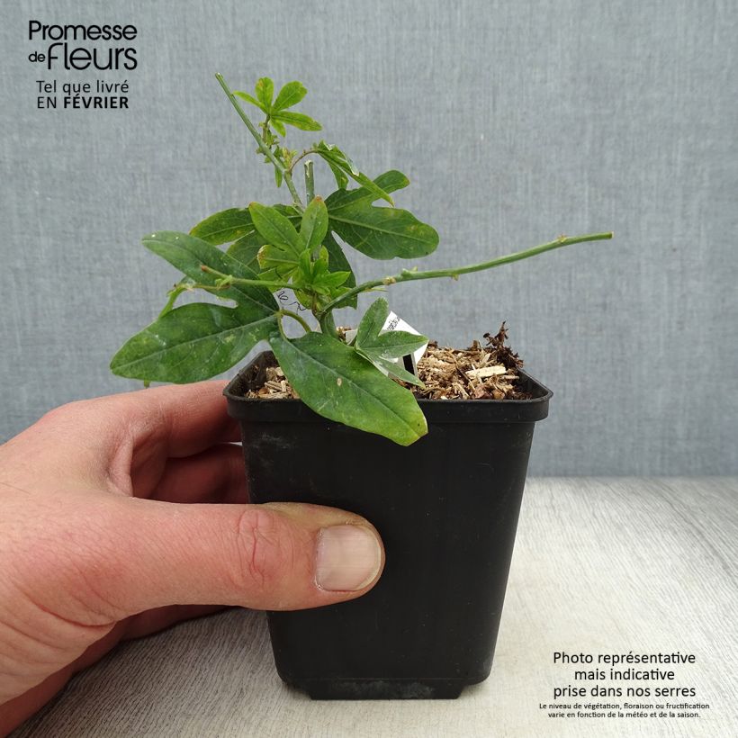 Amostra de Maracujá-azul  - Passiflora caerulea Vaso de 8/9 cm tal como entregue no inverno