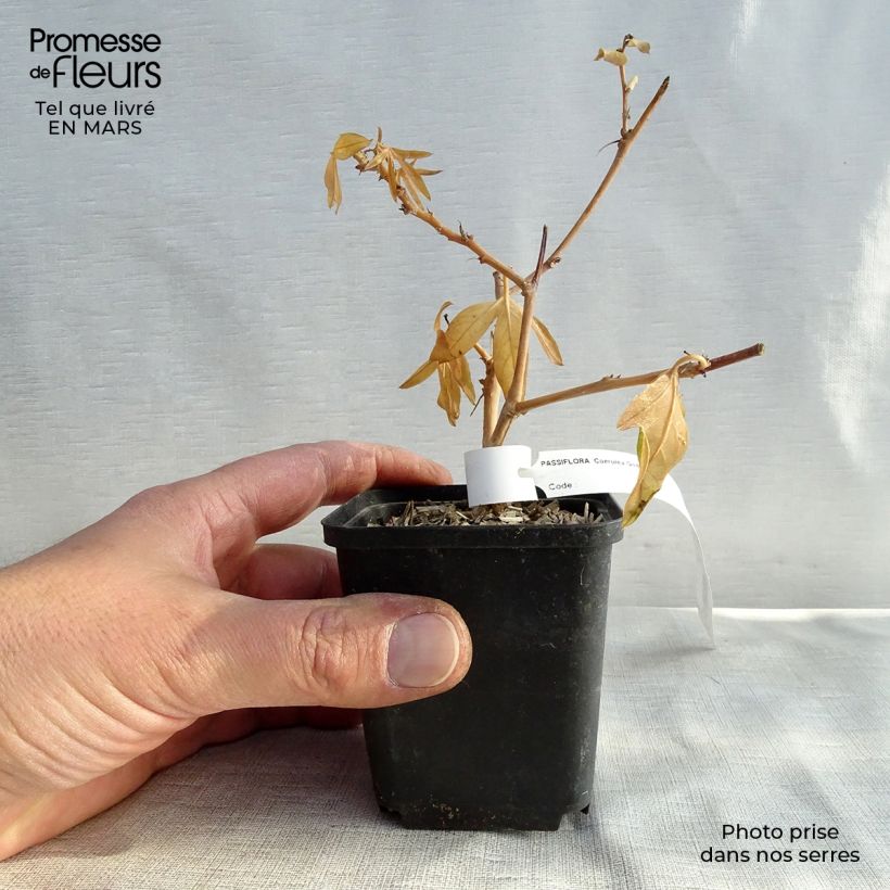 Amostra de Maracujá-azul  - Passiflora caerulea Vaso de 8/9 cm tal como entregue na primavera