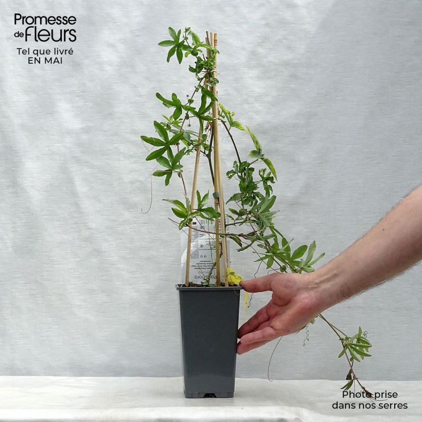 Amostra de Maracujá-azul  - Passiflora caerulea Vaso de 2 L/3 L tal como entregue na primavera