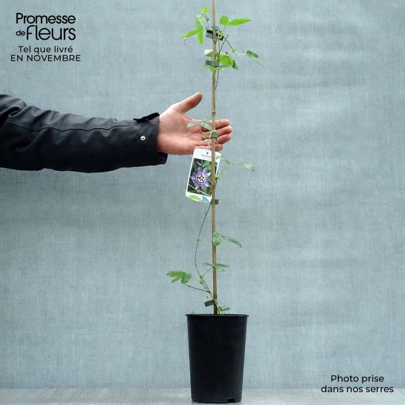 Amostra de Maracujá-azul Purple Haze - Passiflora caerulea Vaso de 2 L/3 L tal como entregue no outono