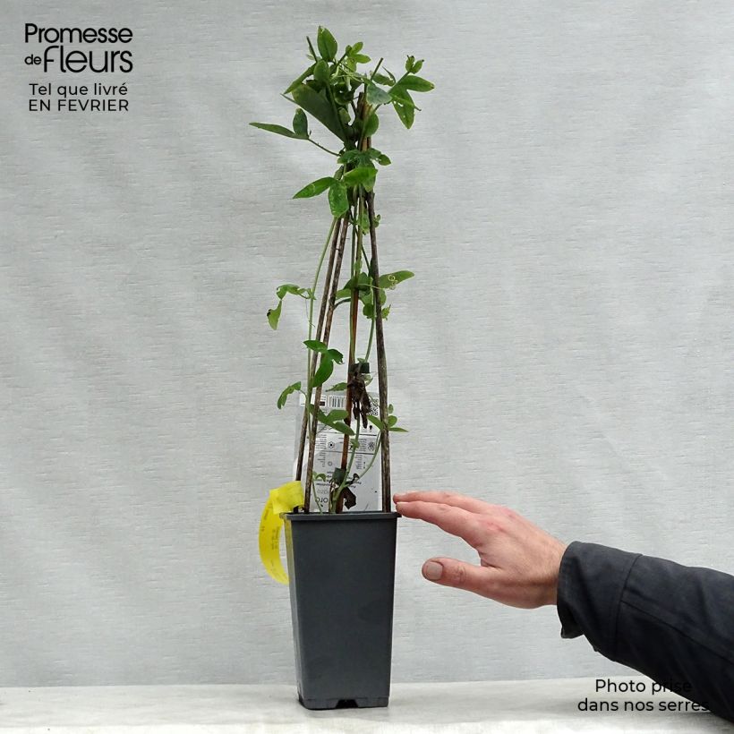 Amostra de Passiflore caerulea Purple Haze - Fleur de la Passion Vaso de 2 L/3 L tal como entregue no inverno