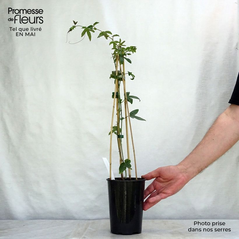 Amostra de Maracujá-azul Purple Haze - Passiflora caerulea Vaso de 2 L/3 L tal como entregue na primavera