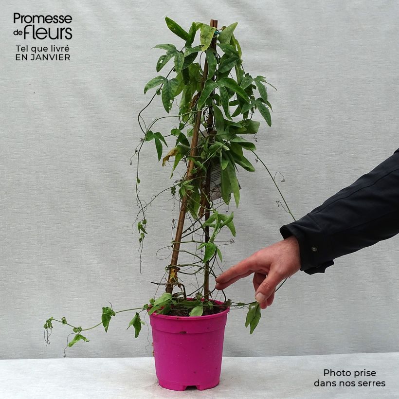 Amostra de Passiflore caerulea x racemosa - Fleur de la Passion Vaso de 2 L/3 L tal como entregue no inverno