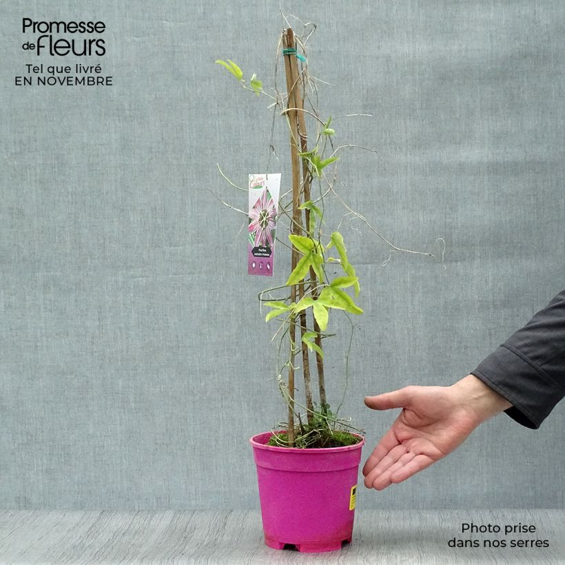 Amostra de Passiflora × caerulea racemosa Vaso de 2 L/3 L tal como entregue no outono