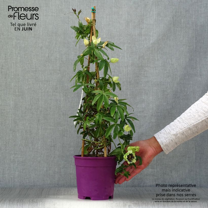 Amostra de Passiflora × caerulea racemosa Vaso de 2 L/3 L tal como entregue no verão