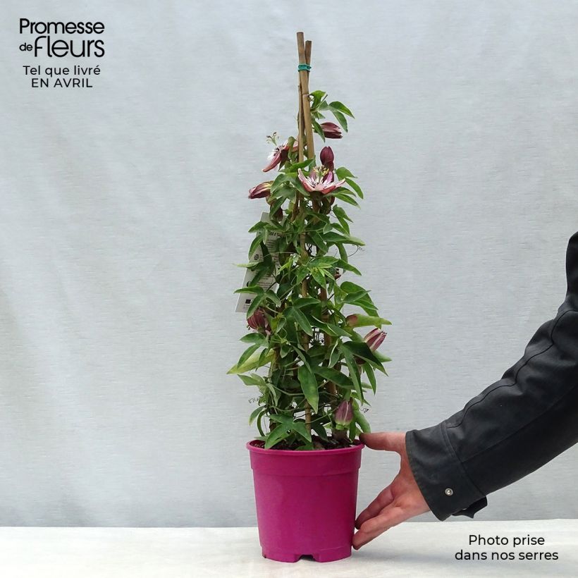 Amostra de Passiflora × caerulea racemosa Vaso de 2 L/3 L tal como entregue na primavera