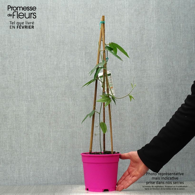 Amostra de Passiflore insignis Pink Passion - Fleur de la Passion Vaso de 2 L/3 L tal como entregue no inverno