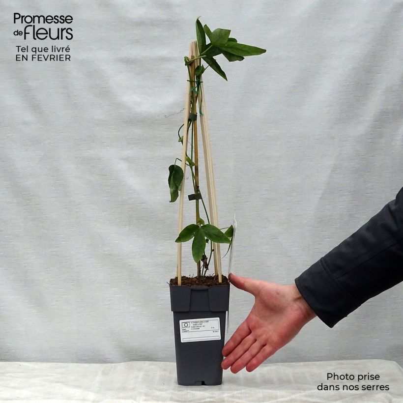 Amostra de Passiflore x Lavender Lady - Fleur de la Passion Vaso de 2 L/3 L tal como entregue no inverno