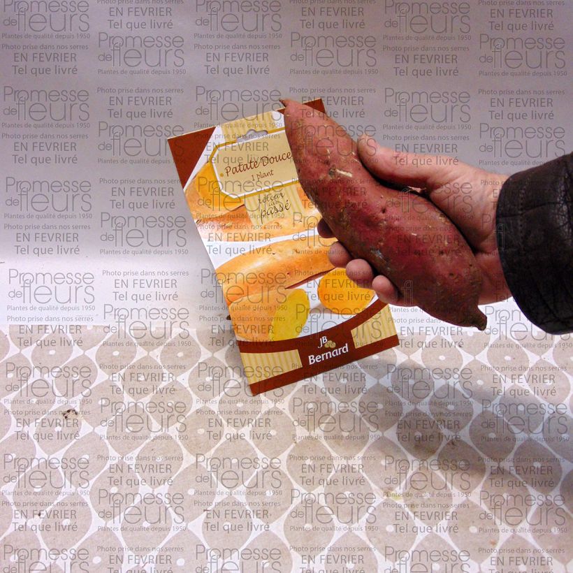 Exemplo de amostra de Patate Douce (1 tubercule) - Ipomoea batatas Peça tal como entregue