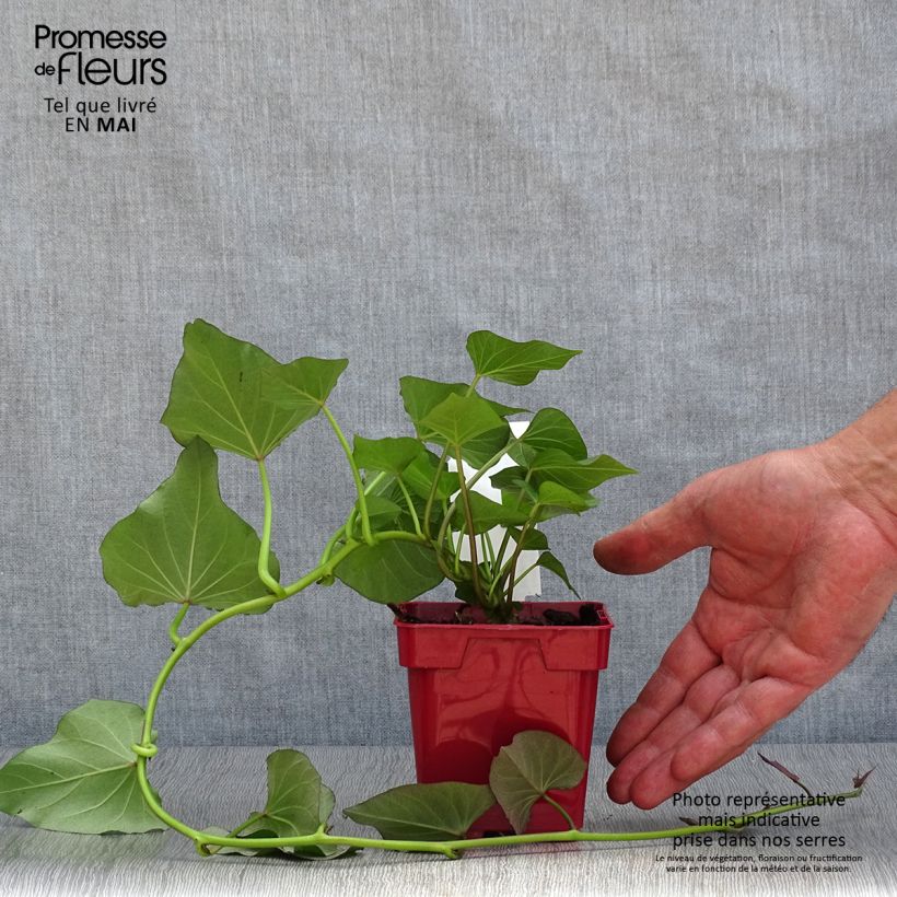 Amostra de Patate douce Beauregard en plants - Ipomoea batatas Vaso de 10 cm/11 cm tal como entregue na primavera