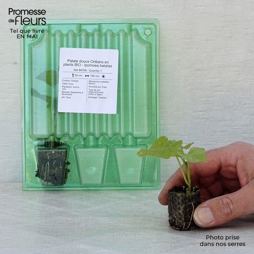 Amostra de Patate douce Orléans en plants BIO - Ipomoea batatas Mini-motte Ø 3/4 cm tal como entregue na primavera