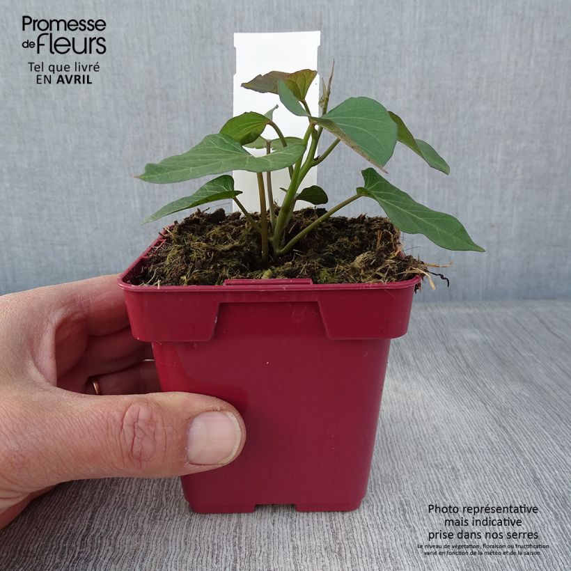 Amostra de Patate douce Orléans en plants Vaso de 10 cm/11 cm tal como entregue na primavera