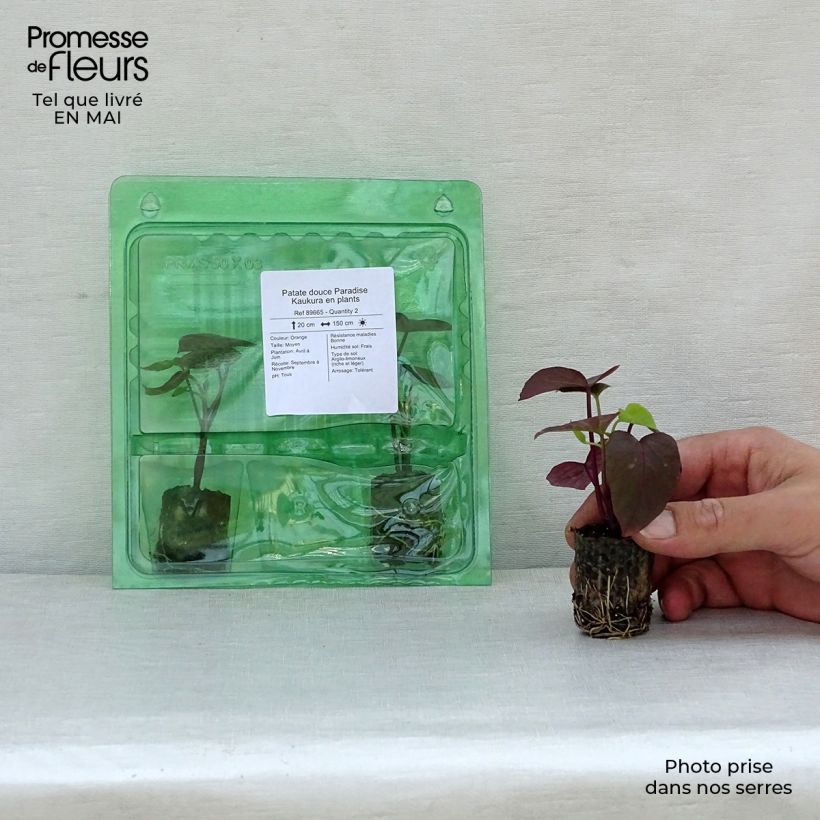 Amostra de Patate douce Paradise Kaukura en plants Mini-torrão Ø 3/4 cm tal como entregue na primavera