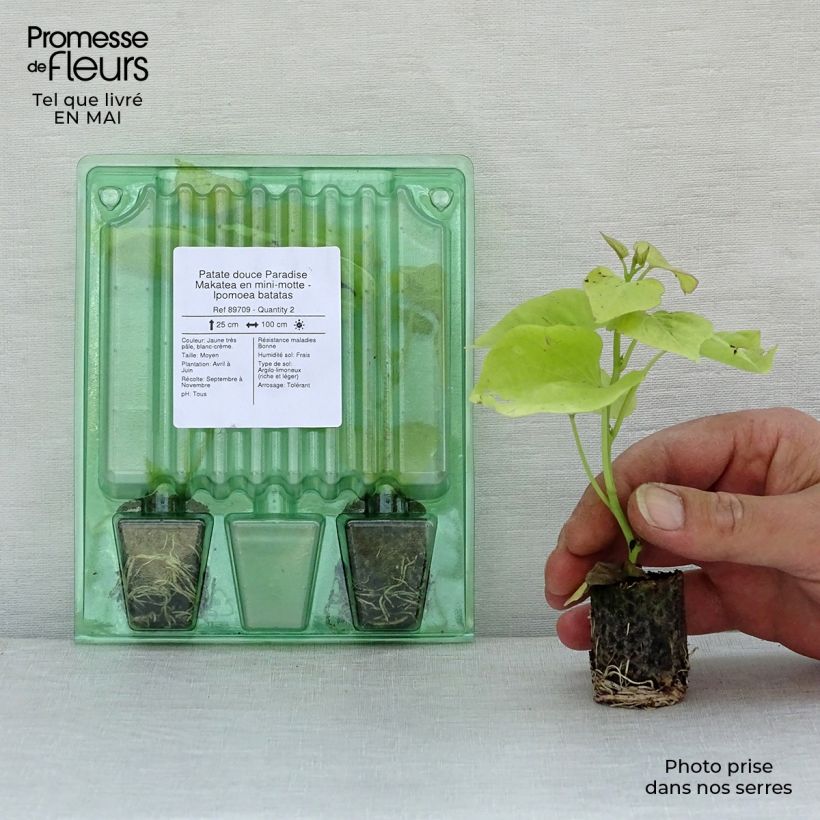 Amostra de Patate douce Paradise Makatea en mini-motte - Ipomoea batatas Mini-motte Ø 3/4 cm tal como entregue na primavera