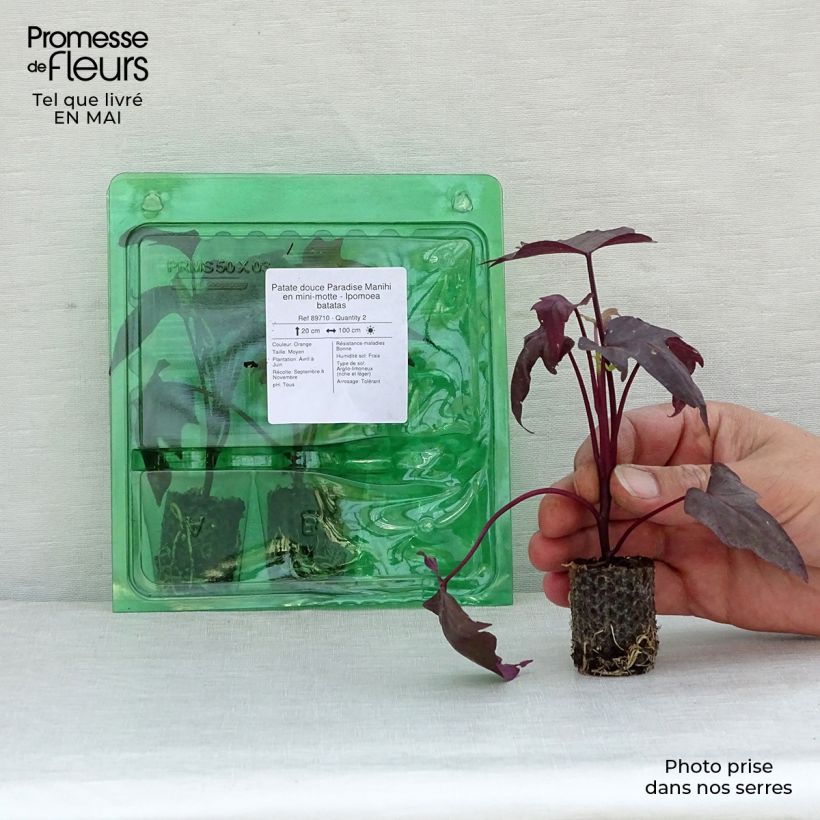 Amostra de Patate douce Paradise Manihi en mini-motte - Ipomoea batatas Mini-motte Ø 3/4 cm tal como entregue na primavera
