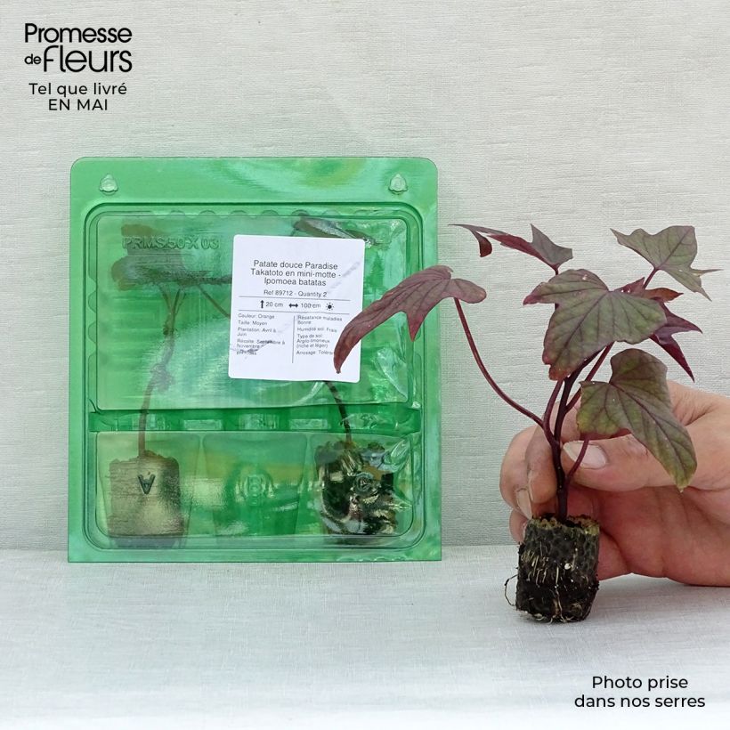 Amostra de Patate douce Paradise Takatoto en mini-motte - Ipomoea batatas Mini-motte Ø 3/4 cm tal como entregue na primavera
