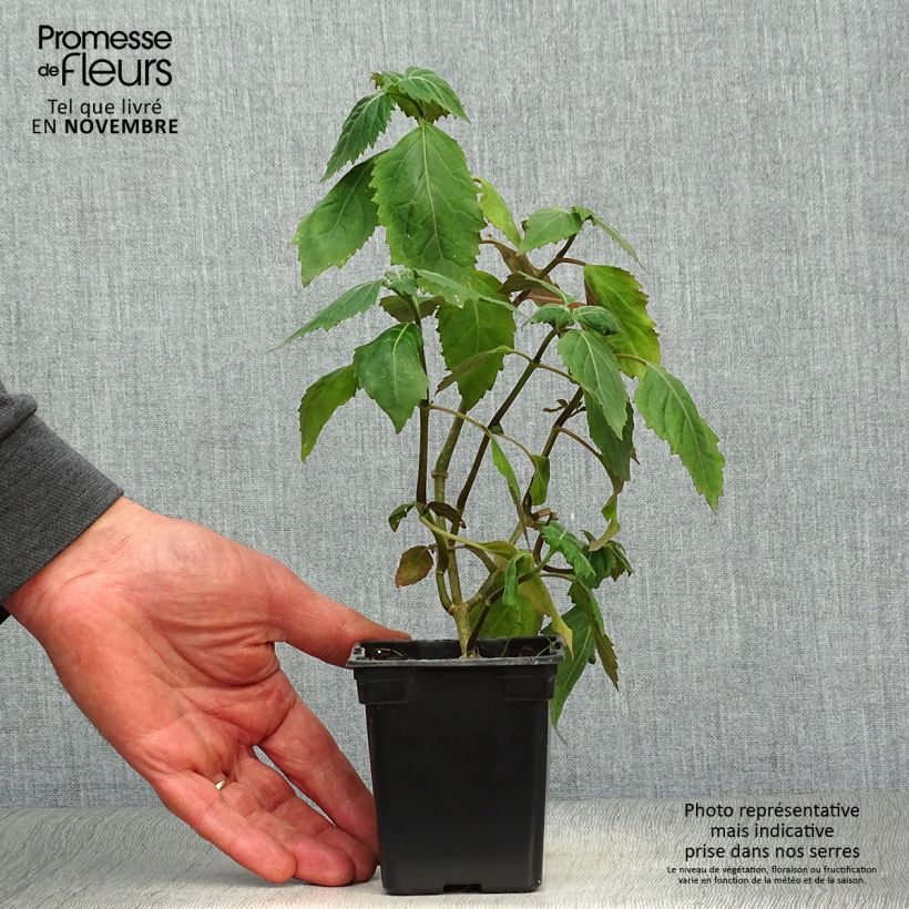 Amostra de Patchouli - Pogostemon cablin Vaso de 8/9 cm tal como entregue no outono