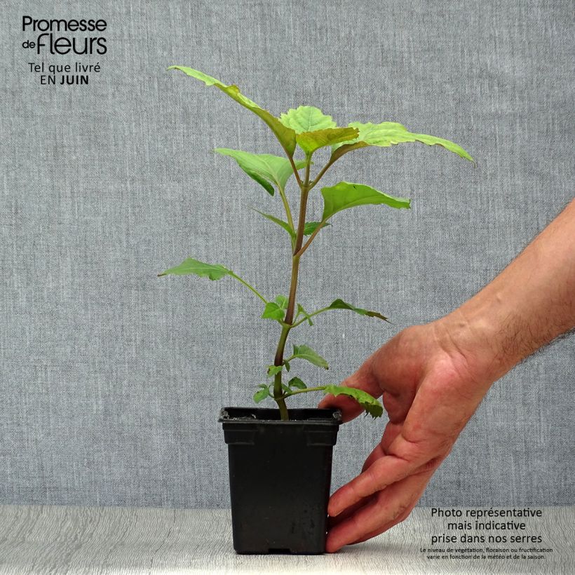 Amostra de Patchouli - Pogostemon cablin Vaso de 8/9 cm tal como entregue no verão