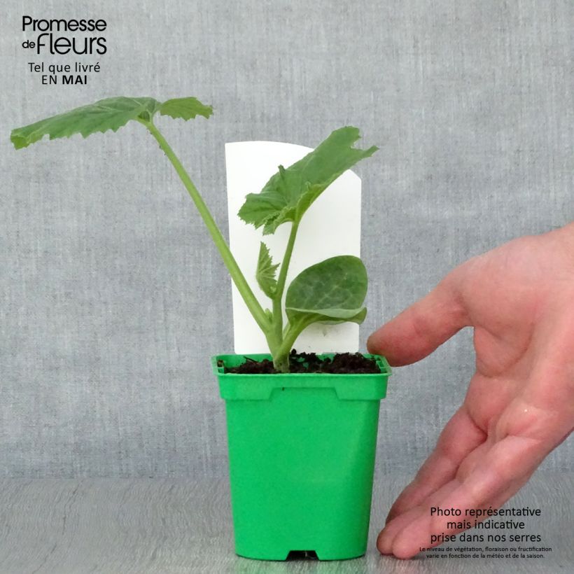 Amostra de Patisson blanc en pots de 10,5cm Pot de 10 cm/11cm tal como entregue na primavera