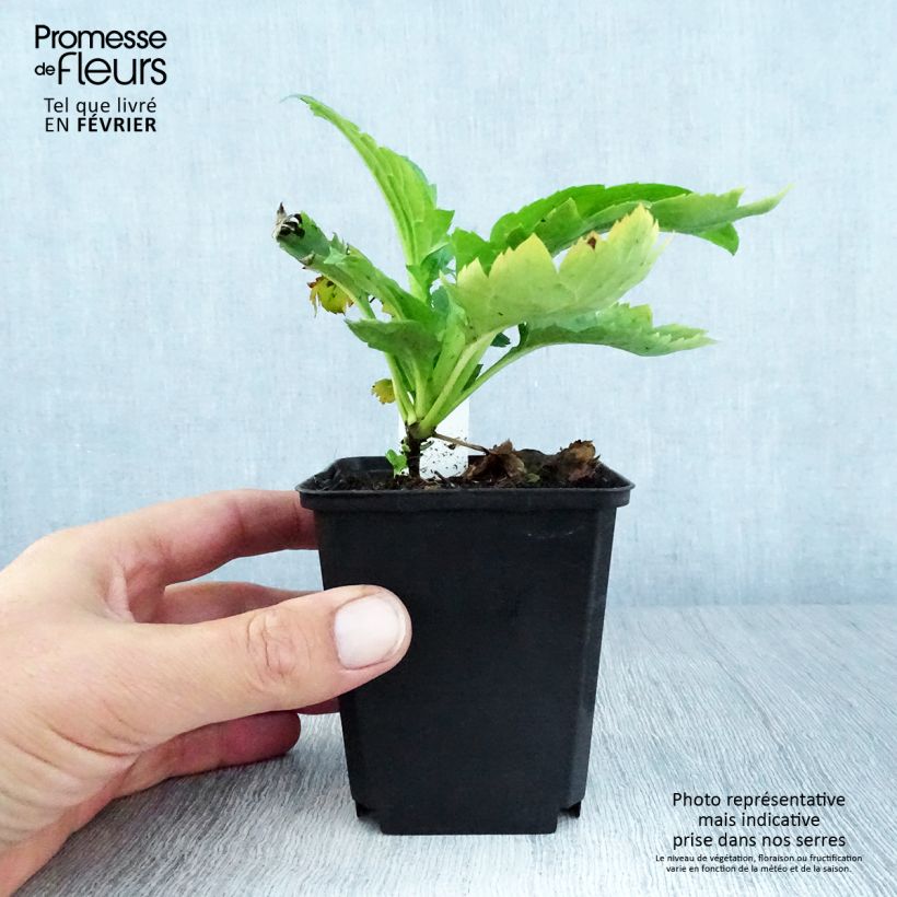 Amostra de Patrinia gibbosa Vaso de 8/9 cm tal como entregue no outono