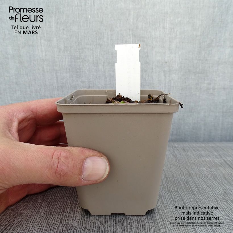 Amostra de Patrinia monandra Vaso de 8/9 cm tal como entregue no inverno