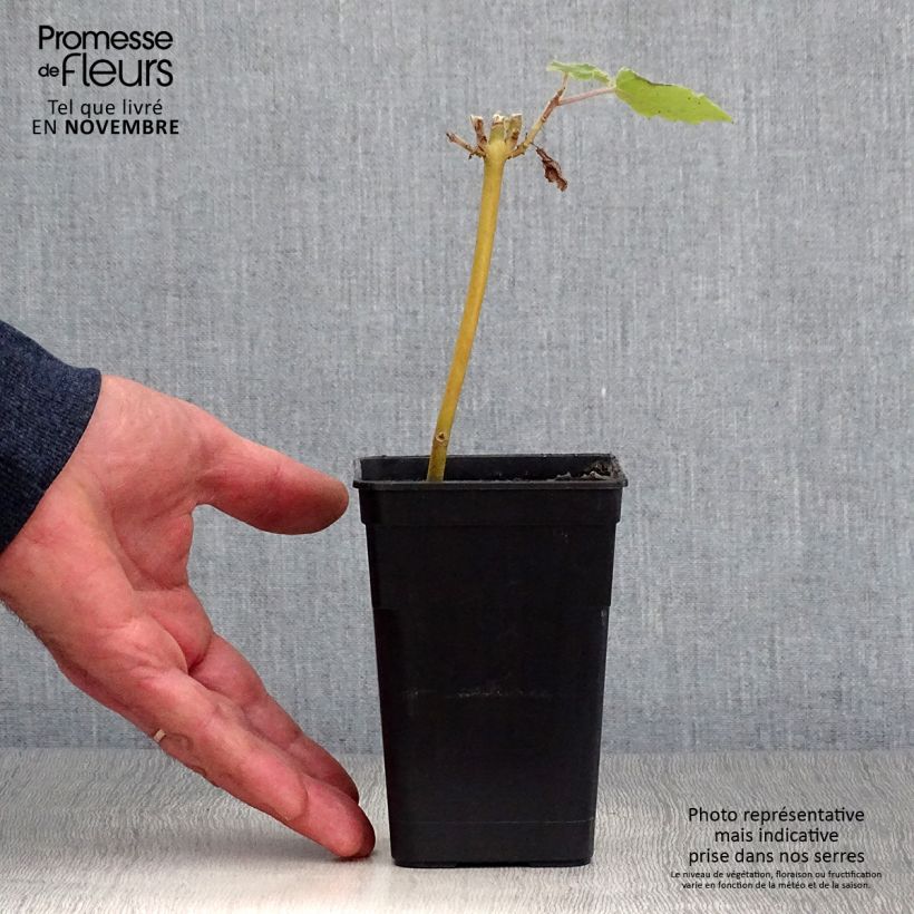 Amostra de Paulownia fortunei April Light Vaso de 1 L/1,5 L tal como entregue no outono