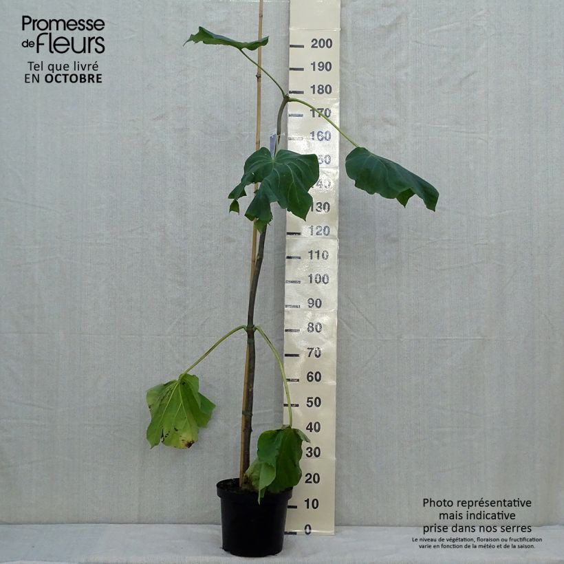 Amostra de Paulownia fortunei Fast Blue Minfast Vaso de 7,5 L/10 L tal como entregue no outono