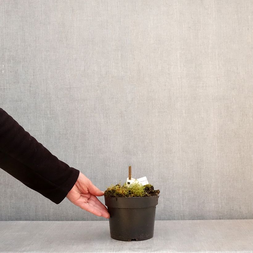 Amostra de Paulownia tomentosa - Paulónia Vaso de 2 L/3 L tal como entregue na primavera