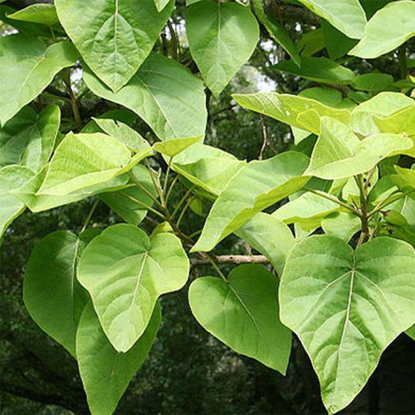 Paulownia tomentosa - Paulónia (Folhagem)