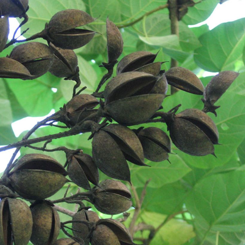 Paulownia tomentosa - Paulónia (Colheita)