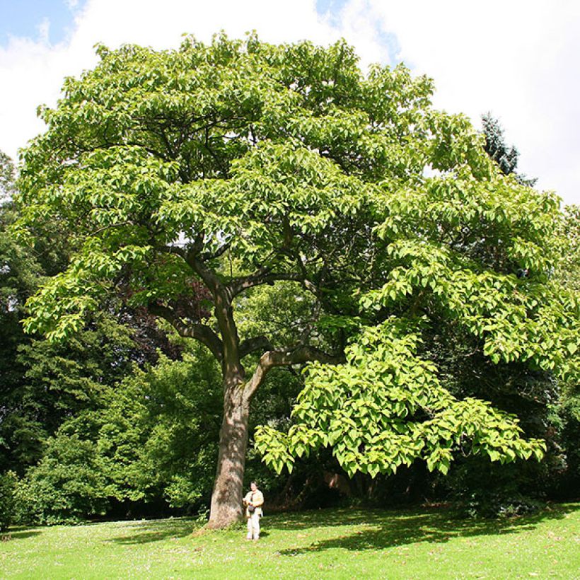 Paulownia tomentosa - Paulónia (Hábito)