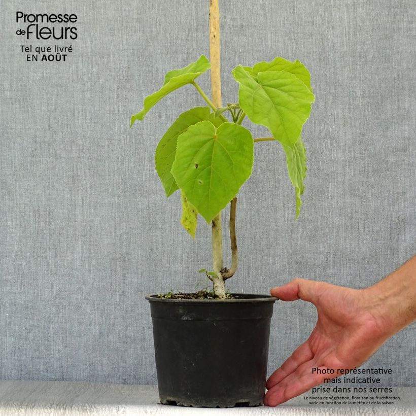 Amostra de Paulownia tomentosa - Paulónia Vaso de 2 L/3 L tal como entregue no verão