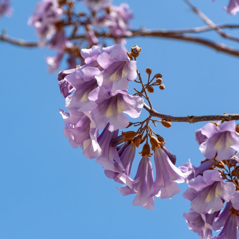Paulownia tomentosa em sementes - Paulónia (Floração)