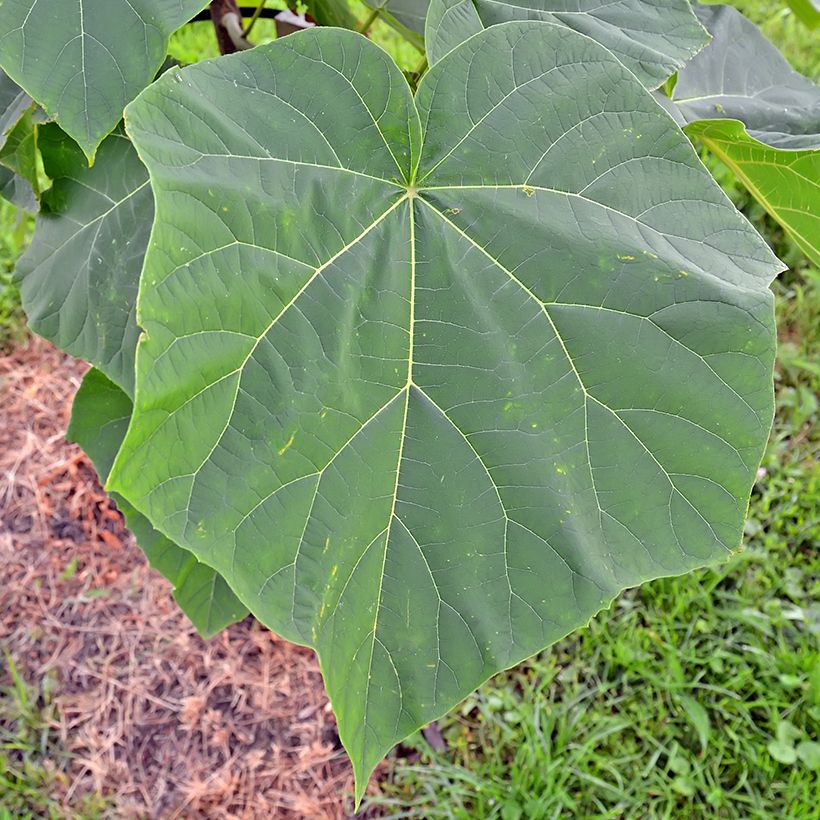 Paulownia tomentosa Hulsdonk (Folhagem)