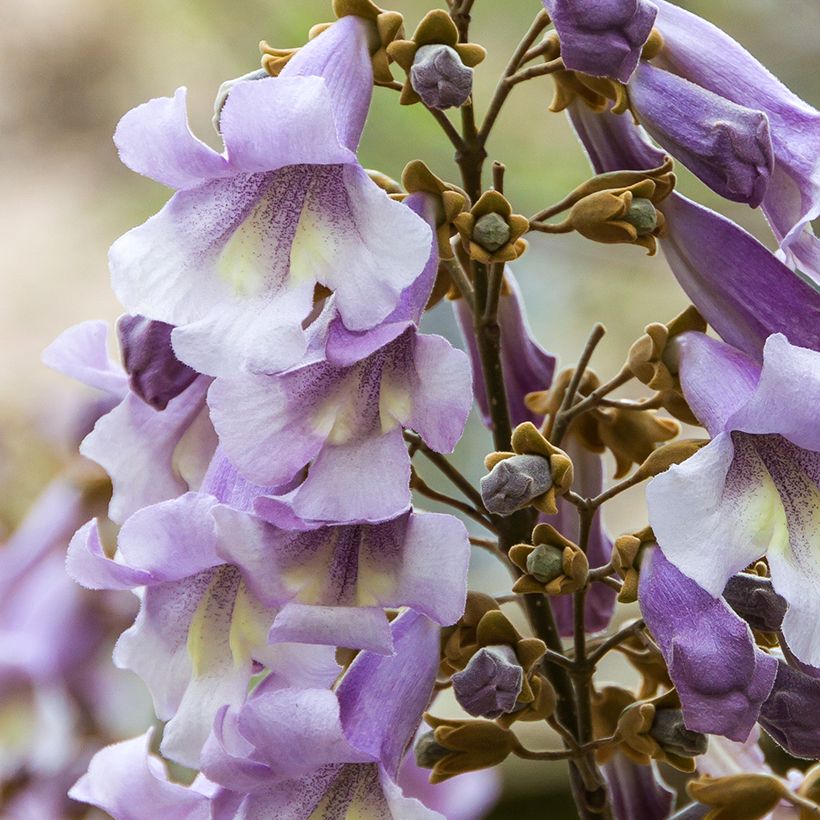 Paulownia tomentosa Hulsdonk (Floração)