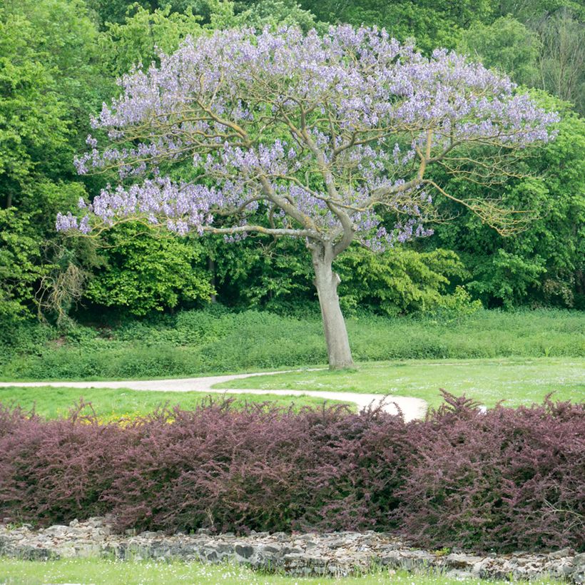 Paulownia tomentosa Hulsdonk (Hábito)