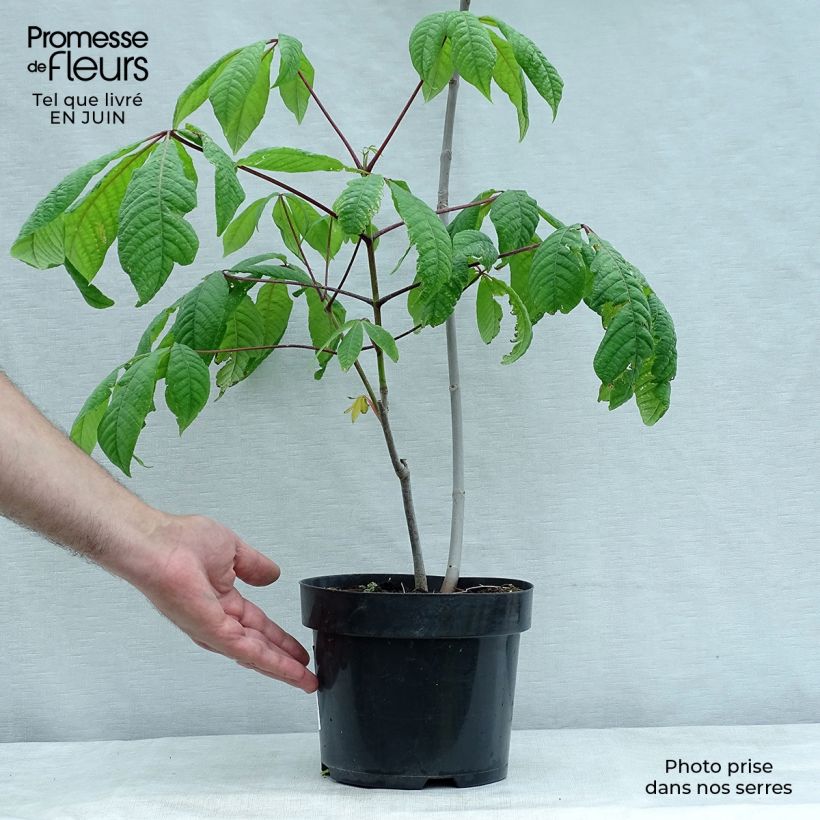 Amostra de Aesculus parviflora Vaso de 2 L/3 L tal como entregue no verão