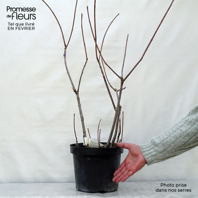 Amostra de Aesculus parviflora - Pavier blanc Vaso de 2 L/3 L tal como entregue no inverno