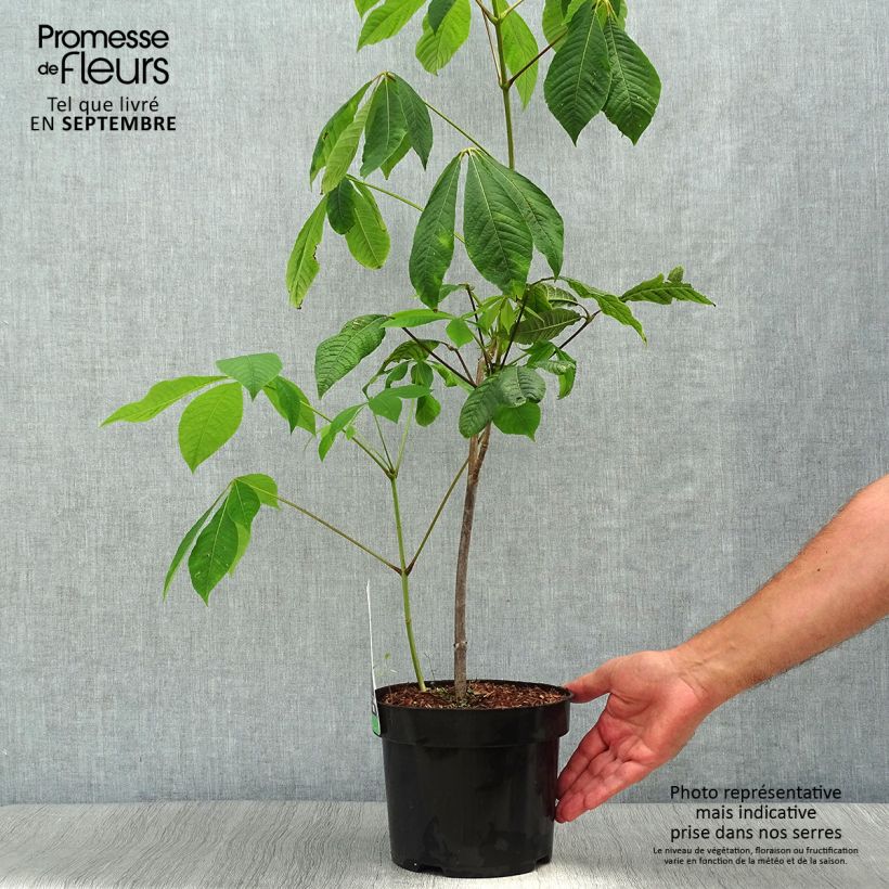 Amostra de Aesculus parviflora Vaso de 20 L/25 L tal como entregue no outono