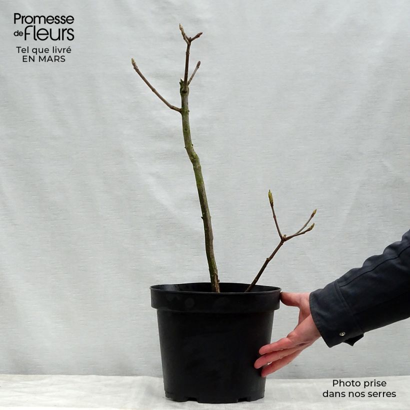 Amostra de Aesculus parviflora Vaso de 7,5 L/10 L tal como entregue na primavera